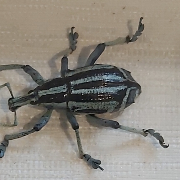 Framed Taxidermy Real Bug Art 7" x 8½" - Picture 3 of 5